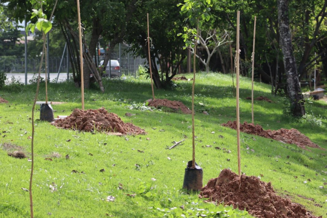 Horto Florestal De Cama Ari Recebe O Plantio De Rvores Nativas Da